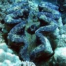 giant_clam_diving