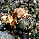 Hermit Crabs - cute and shy