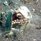 Octopus building a fortress using seashells.