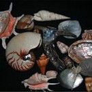 shells_of_marine_mollusc1