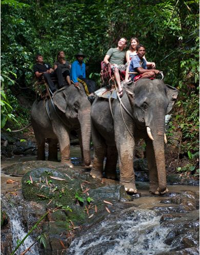 elefant trekking at khao sok nationalpark