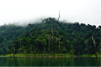 khao sok lake scenery green jungle